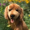 Auswella Red Golden Retriever Jack - Adorable and Realistic Plush Toy- 16 Inches view 2