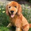 Auswella Red Golden Retriever Jack - Adorable and Realistic Plush Toy- 16 Inches view 3