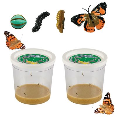 Insect Lore Two Cups of Live Caterpillars - 10 Live Painted Lady Caterpillars with Food - Includes Bonus Butterfly Life Cycle Figurines - Refill for Butterfly Garden Habitat