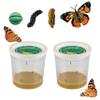 Insect Lore Two Cups of Live Caterpillars - 10 Live Painted Lady Caterpillars with Food - Includes Bonus Butterfly Life Cycle Figurines - Refill for Butterfly Garden Habitat view 1