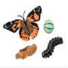 Insect Lore Two Cups of Live Caterpillars - 10 Live Painted Lady Caterpillars with Food - Includes Bonus Butterfly Life Cycle Figurines - Refill for Butterfly Garden Habitat view 3