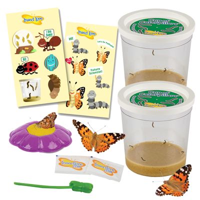 Insect Lore Two Cups of Caterpillars Deluxe - 10 Live Baby Caterpillars with Stickers - Raise and Relase Painted Lady Butterflies