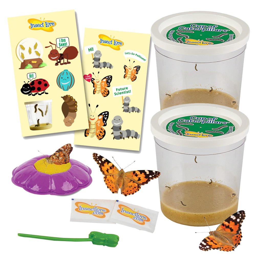 Insect Lore Two Cups of Caterpillars Deluxe - 10 Live Baby Caterpillars with Stickers - Raise and Relase Painted Lady Butterflies