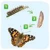 Insect Lore Two Cups of Caterpillars Deluxe - 10 Live Baby Caterpillars with Stickers - Raise and Relase Painted Lady Butterflies view 4