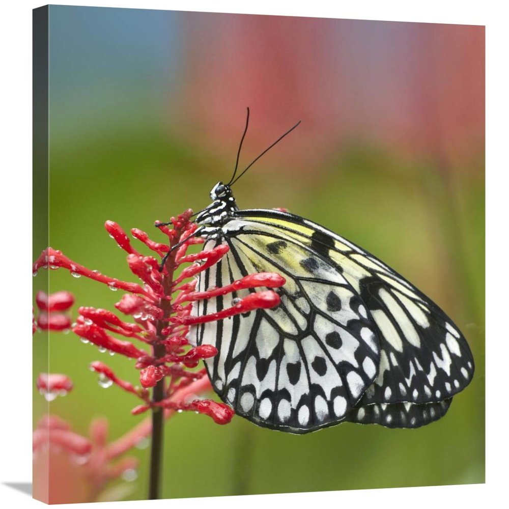 30 in. Paper Kite Butterfly, Native to Asia Art Print - Tim Fitzharris