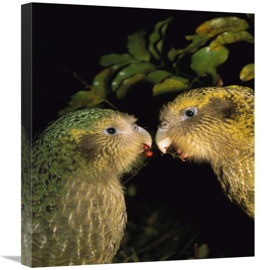 20 x 30 in. Kakapo Pair Playing, Codfish Island, New Zealand Art Print - Tui De Roy
