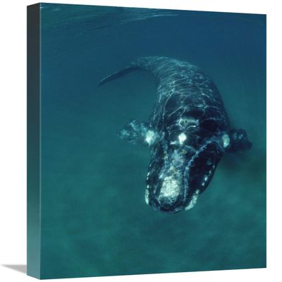 16 x 24 in. Southern Right Whale Swimming Underwater, Peninsula Valdez, Argentina Art Print - Flip Nicklin