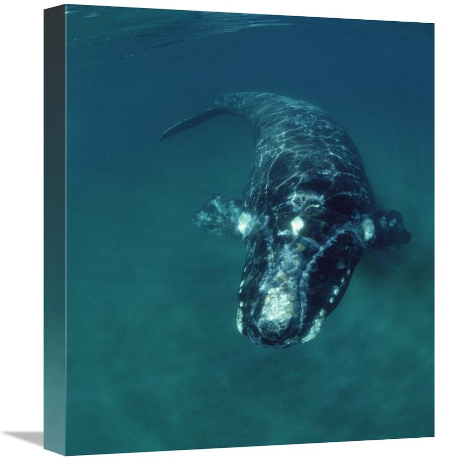 16 x 24 in. Southern Right Whale Swimming Underwater, Peninsula Valdez, Argentina Art Print - Flip Nicklin