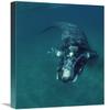 16 x 24 in. Southern Right Whale Swimming Underwater, Peninsula Valdez, Argentina Art Print - Flip Nicklin view 1