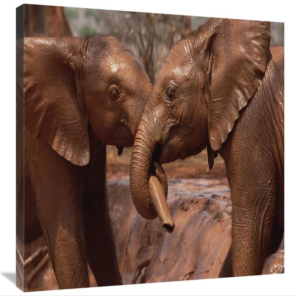 20 x 30 in. Orphans Natumi & Idle Playing in Mud Bath, Tsavo East NP, Kenya Art Print - Gerry Ellis