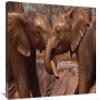 20 x 30 in. Orphans Natumi & Idle Playing in Mud Bath, Tsavo East NP, Kenya Art Print - Gerry Ellis view 1