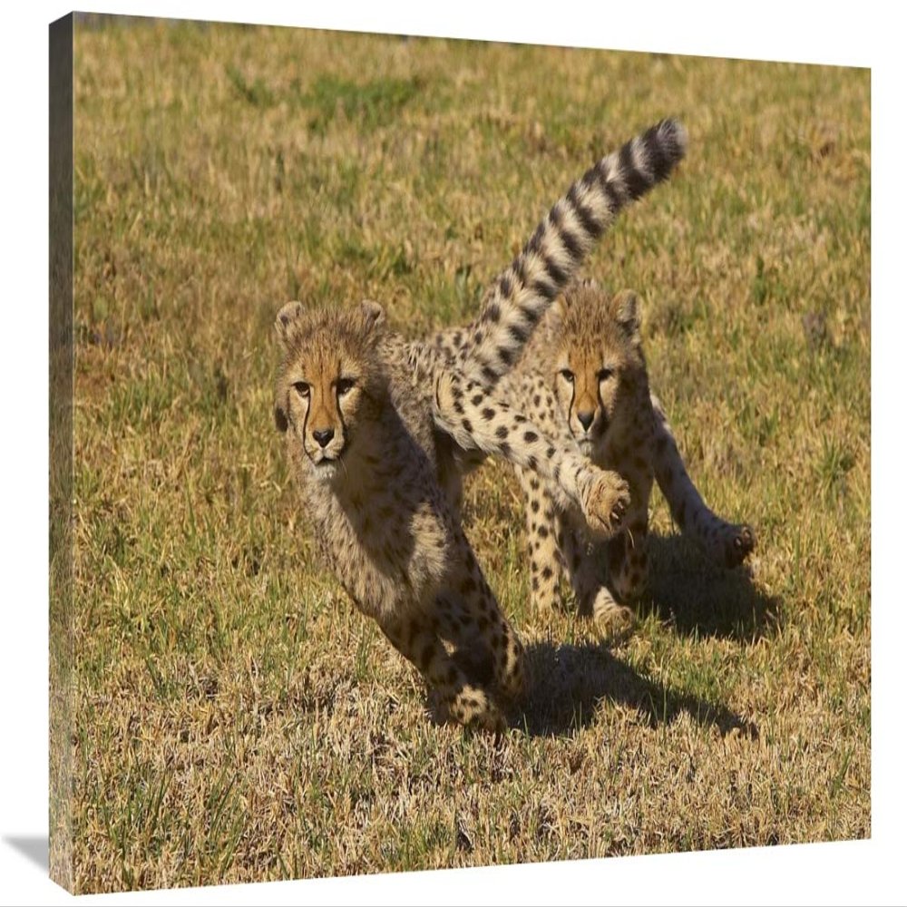 20 x 30 in. Cheetah Juveniles Playing, Native to Africa Art Print - San Diego Zoo