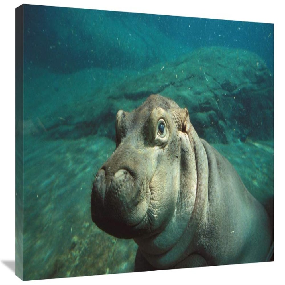 30 in. East African River Hippopotamus Baby Underwater, Native to Africa Art Print - San Diego Zoo