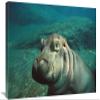 30 in. East African River Hippopotamus Baby Underwater, Native to Africa Art Print - San Diego Zoo view 1