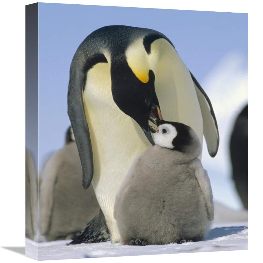 16 x 24 in. Emperor Penguin Parent Feeding Chick, Antarctica Art Print - Konrad Wothe
