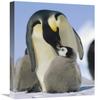 16 x 24 in. Emperor Penguin Parent Feeding Chick, Antarctica Art Print - Konrad Wothe view 1