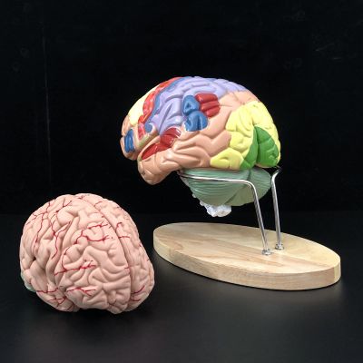 BEAMNOVA Life Size Human Brain Model + 2 Times Life Size Brain Model