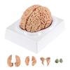 BEAMNOVA Life Size Human Brain Model + 2 Times Life Size Brain Model view 2