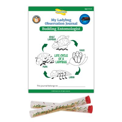 Insect Lore Two Tubes of Ladybug Larvae with STEM Activity Journal - Raise, Observe and Release Pink Spotted Ladybugs - Grown in The USA - Ladybug Kit Refill