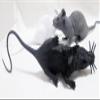 3PCS Super Large Artificial Rats Halloween PVC Fake Rat Suit Novelty Simulation Mouse Model Terrible Prank Props for Party Funs Garden Lawn Decorations Micro Landscape Accessories (Grey) view 4