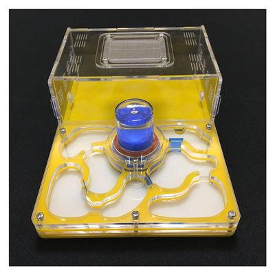 Ant Farm DIY Acryl Area Nest Transparent Ant Farm to Observe Live Ant Habitat, Ant Housing House Box Pet Mania Villa for Feeding Ants