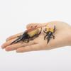 Bbiamsleep 10pcs Beetle Figurine Realistic Beetles Figure Models Garden Animal Simulated Beetle Figures view 3