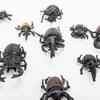 Bbiamsleep 10pcs Beetle Figurine Realistic Beetles Figure Models Garden Animal Simulated Beetle Figures view 4