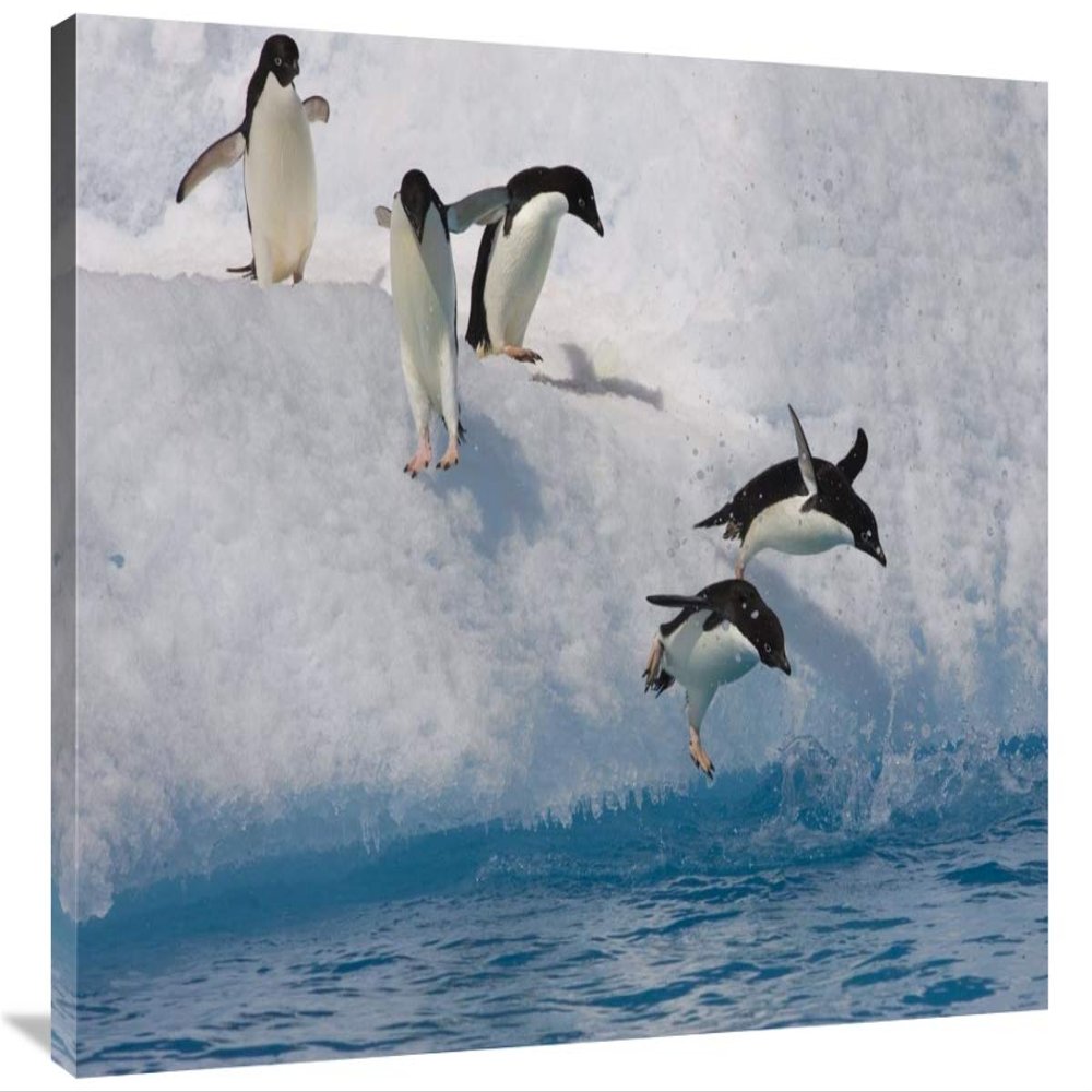 24 x 36 in. Adelie Penguin Group Jumping & Diving Off Iceberg Into Cold Water, Paulet Island, Antarctica Art Print - Suzi Eszterhas