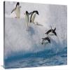 24 x 36 in. Adelie Penguin Group Jumping & Diving Off Iceberg Into Cold Water, Paulet Island, Antarctica Art Print - Suzi Eszterhas view 1