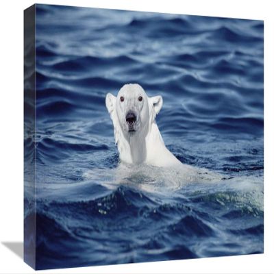 12 x 18 in. Polar Bear Swimming, Baffin Island, Nunavut, Canada Art Print - Flip Nicklin