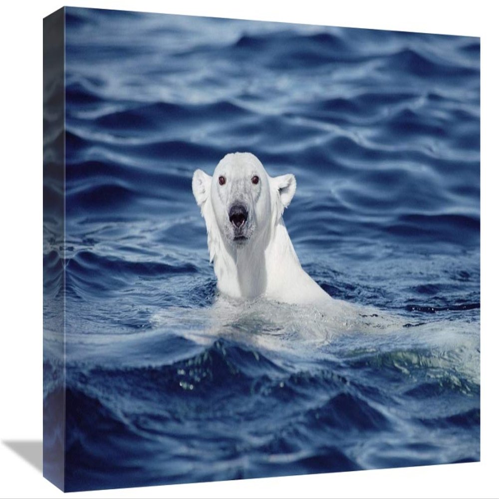 12 x 18 in. Polar Bear Swimming, Baffin Island, Nunavut, Canada Art Print - Flip Nicklin