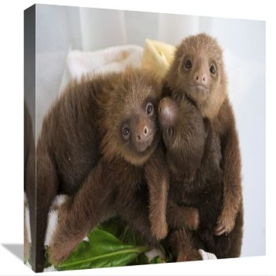12 x 18 in. Hoffmanns Two-Toed Sloth Orphaned Babies, Aviarios Sloth Sanctuary, Costa Rica Art Print - Suzi Eszterhas