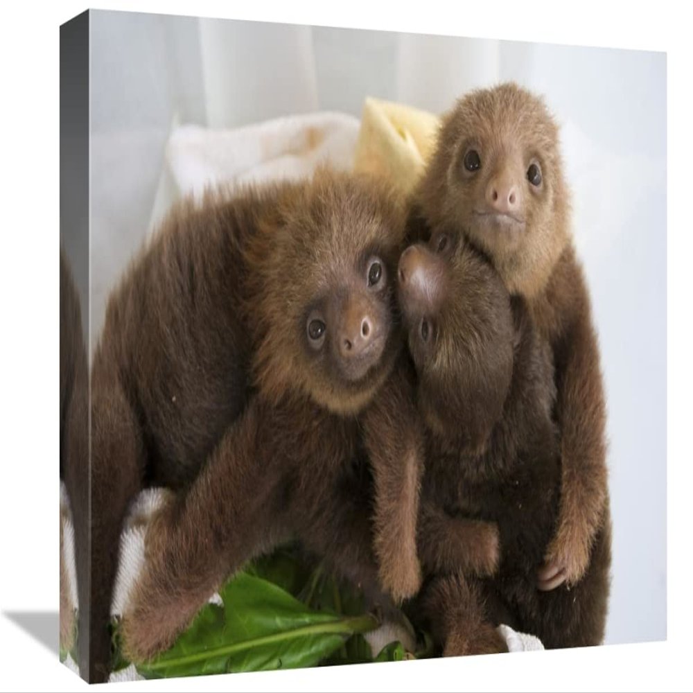 12 x 18 in. Hoffmanns Two-Toed Sloth Orphaned Babies, Aviarios Sloth Sanctuary, Costa Rica Art Print - Suzi Eszterhas