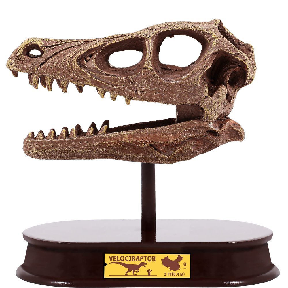 ArtCreativity Dinosaur Excavation Kit for Kids, Velociraptor Skull Excavating Set with Fossil Digging Tools and Stand, Fun Science Activity Toy, Educational Dinosaur Gift for Boys and Girls