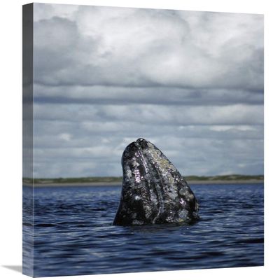 20 x 30 in. Gray Whale Spy-Hopping in Breeding Lagoon, Baja California, Mexico Art Print - Tui De Roy