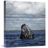 20 x 30 in. Gray Whale Spy-Hopping in Breeding Lagoon, Baja California, Mexico Art Print - Tui De Roy view 1