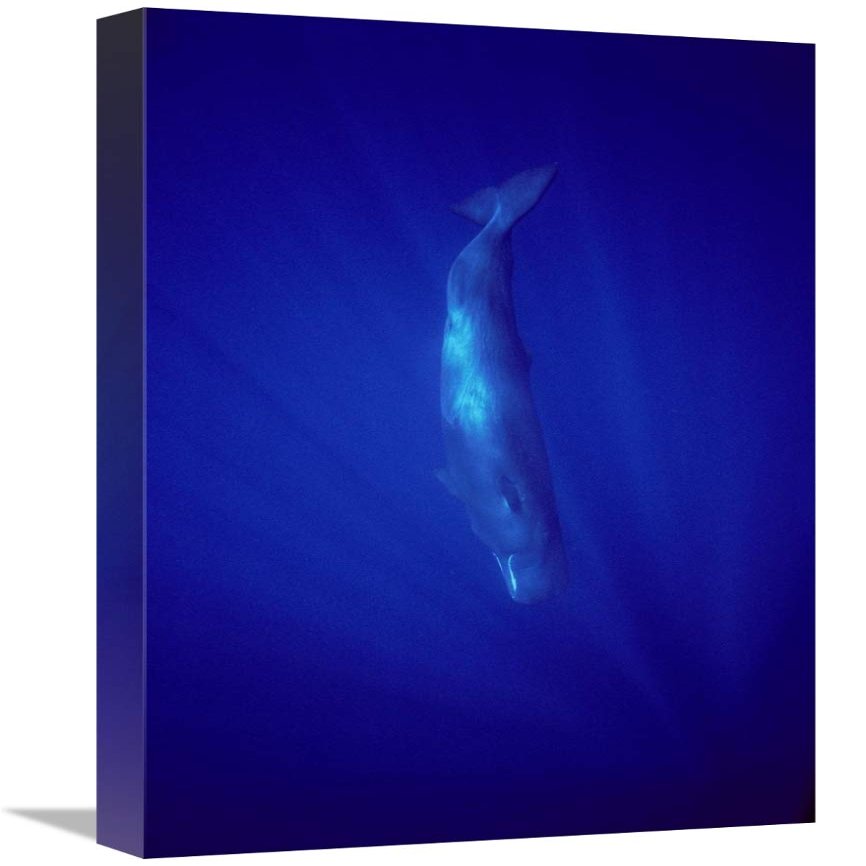 22 in. Sperm Whale Diving, Indian Ocean Art Print - Flip Nicklin