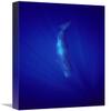 22 in. Sperm Whale Diving, Indian Ocean Art Print - Flip Nicklin view 1