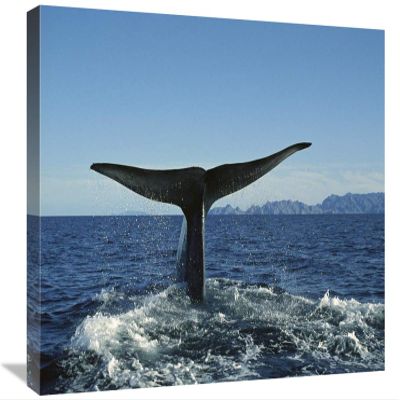 16 x 24 in. Blue Whale Raising Fluke for Deep Dive, Sea of Cortez, Baja California, Mexico Art Print - Tui De Roy
