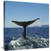 16 x 24 in. Blue Whale Raising Fluke for Deep Dive, Sea of Cortez, Baja California, Mexico Art Print - Tui De Roy view 1