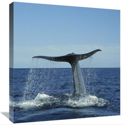 22 in. Blue Whale Raising Fluke for Deep Dive, Sea of Cortez, Baja California, Mexico Art Print - Tui De Roy