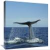 22 in. Blue Whale Raising Fluke for Deep Dive, Sea of Cortez, Baja California, Mexico Art Print - Tui De Roy view 1