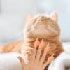 Tiny Hands for Fingers - 10 Pcs Cute Mini Hand Puppet (Middle Finger Sign) Premium Rubber view 4
