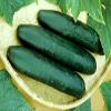 Cucumber Straight Eight Great Heirloom Vegetable by Seed Kingdom (1 Oz Seeds) view 1