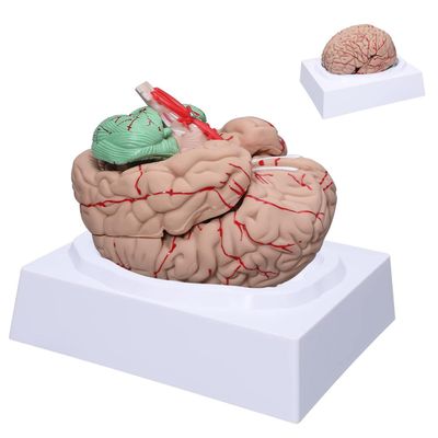 FZYUAN Brain Model for Neuroscience Life Size Human Brain Model with 8-Detachable Part Brain Anatomy Model for Science Classroom Study Display Medical Teaching Model
