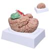 FZYUAN Brain Model for Neuroscience Life Size Human Brain Model with 8-Detachable Part Brain Anatomy Model for Science Classroom Study Display Medical Teaching Model view 1