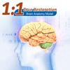 FZYUAN Brain Model for Neuroscience Life Size Human Brain Model with 8-Detachable Part Brain Anatomy Model for Science Classroom Study Display Medical Teaching Model view 2