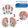 FZYUAN Brain Model for Neuroscience Life Size Human Brain Model with 8-Detachable Part Brain Anatomy Model for Science Classroom Study Display Medical Teaching Model view 4