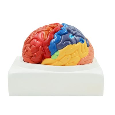 FAMYNGL Human Model Brain Functional Area Anatomy for Science Classroom Study Brain Assembling Regional Functional Structure Medical Teaching
