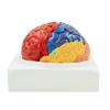 FAMYNGL Human Model Brain Functional Area Anatomy for Science Classroom Study Brain Assembling Regional Functional Structure Medical Teaching view 1